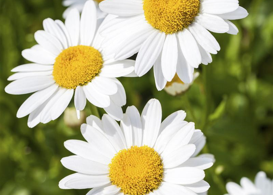 Argyranthemum frutescens Busch, Margeriten Busch Gärtnerei Schliebener