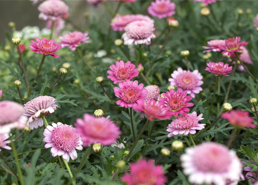 Argyranthemum frutescens Busch, Margeriten Busch Gärtnerei Schliebener