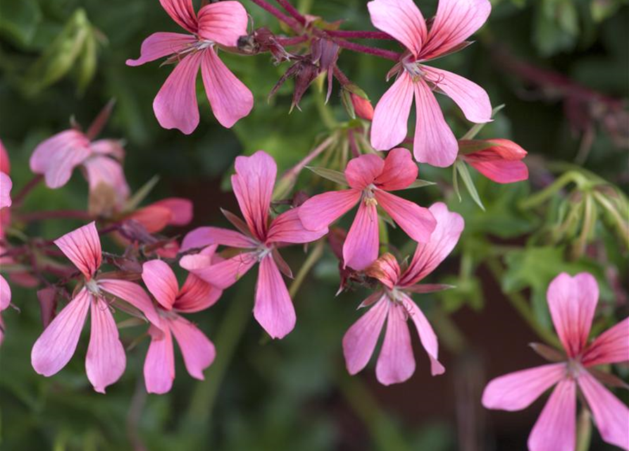 Pelargonium peltatum, Geranie hängend Gärtnerei Schliebener