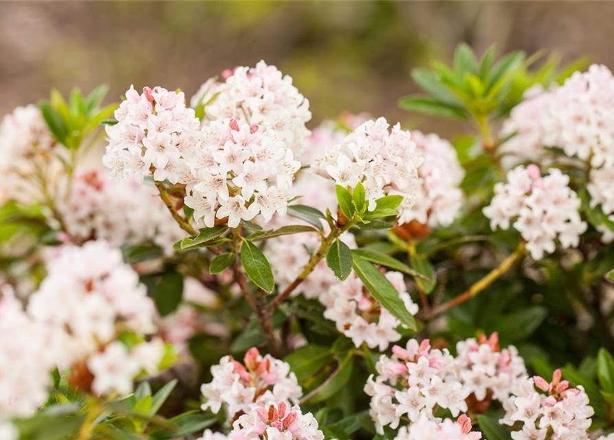 Rhododendron micranthum Bloombux®