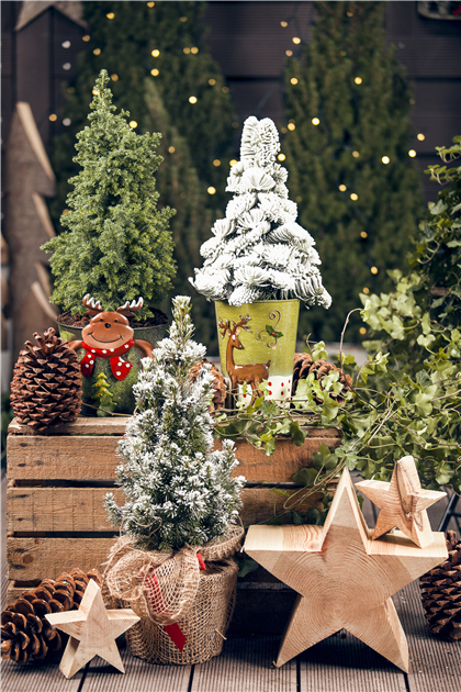 Weihnachtsbaum Zuckerhut-Fichte Weißfichte Picea glauca Conica 