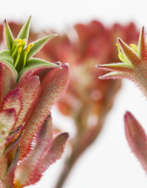 Anigozanthos flavidus, KänguruBlume Gärtnerei Schliebener