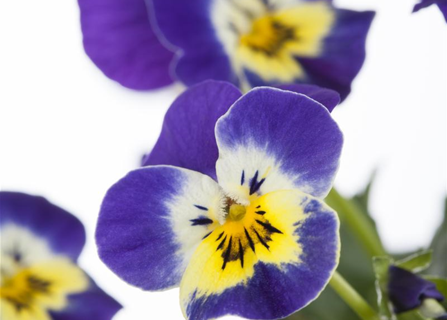 Viola cornuta Mix