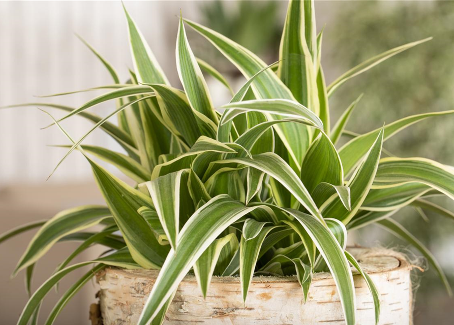 Florari Chlorophytum Comosum Grnlilie | Pflegeleichte Zimmerpflanze Im 8cm  Topf | Grn-weie Bltter