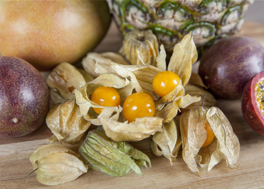 10 seeds Goldenberry - PHYSALIS PERUVIANA - Cape Gooseberry