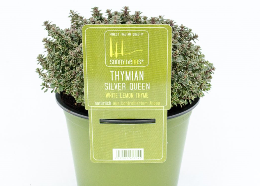 Thymus citriodorus Silver Queen