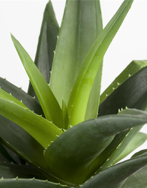 Aloe hybrid Black Gem
