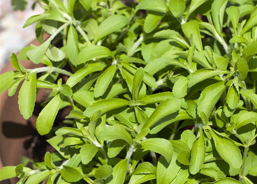 Stevia rebaudiana, BioSüßkrautPflanze Gärtnerei Schliebener