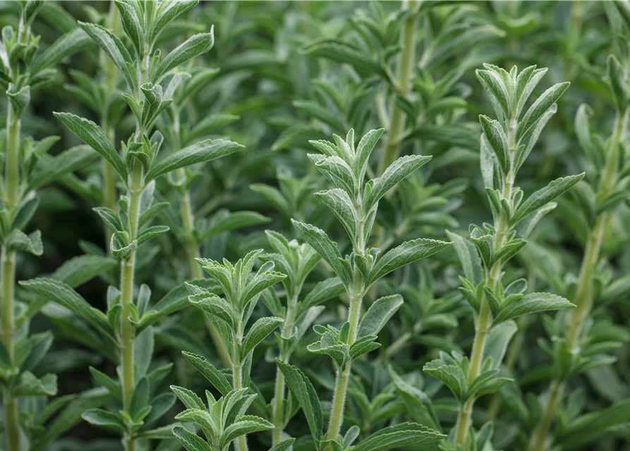 Stevia rebaudiana, BioSüßkrautPflanze Gärtnerei Schliebener