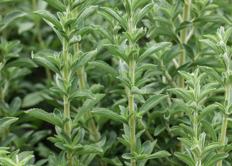 Stevia rebaudiana, BioSüßkrautPflanze Gärtnerei Schliebener