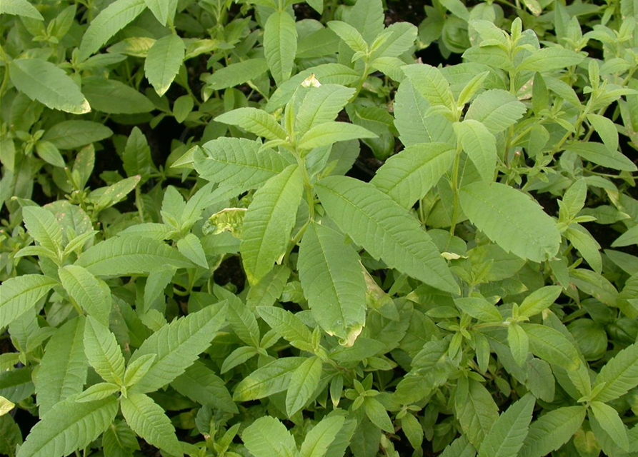 Stevia rebaudiana, BioSüßkrautPflanze Gärtnerei Schliebener