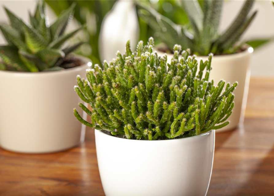 Vase Korallenkaktus Räder Design - Porzellan Vase Mit Gold-Dekor, Deko-Objekt