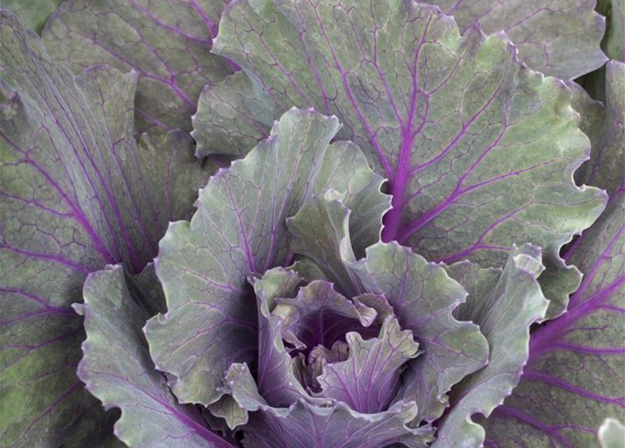 Brassica oleracea, Zierkohl Gärtnerei Schliebener