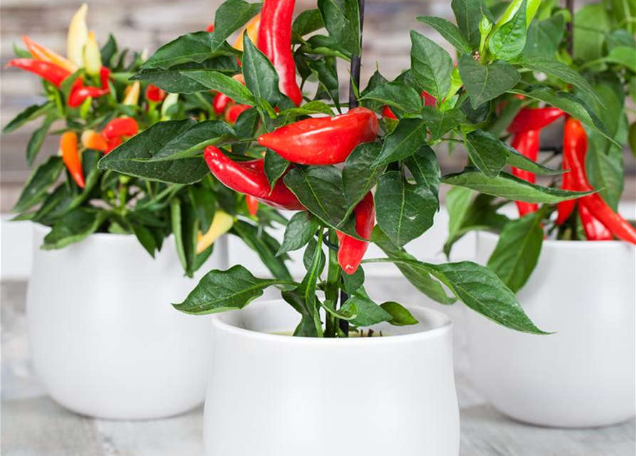 Capsicum Annuum var. longum, BioChili Joe's Long Gärtnerei Schliebener