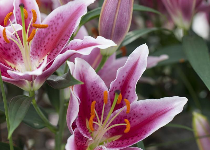 Lilium, Lilie 'Stargazer' Gärtnerei Schliebener
