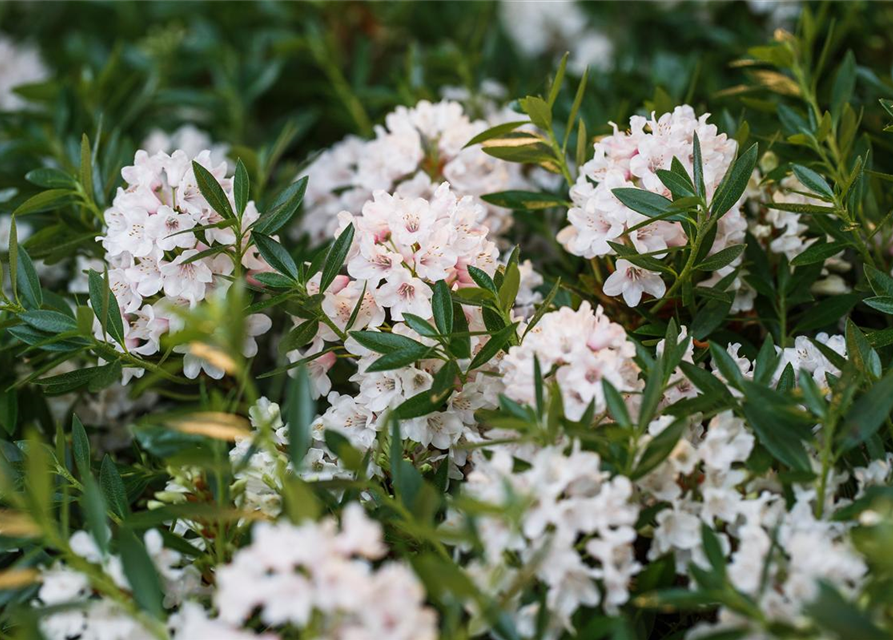 Rhododendron Bloombux