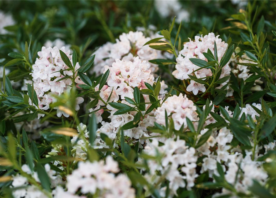 Rhododendron micranthum Bloombux®