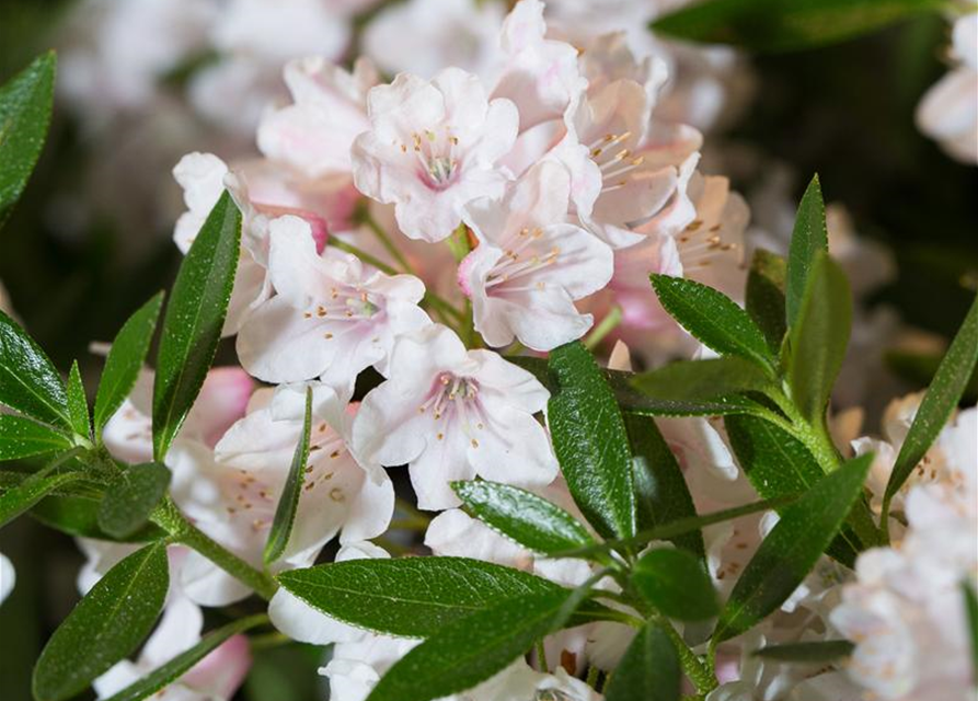 Rhododendron micranthum Bloombux®