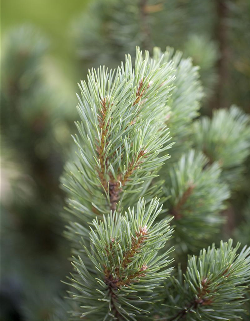 Pinus sylvestris Watereri