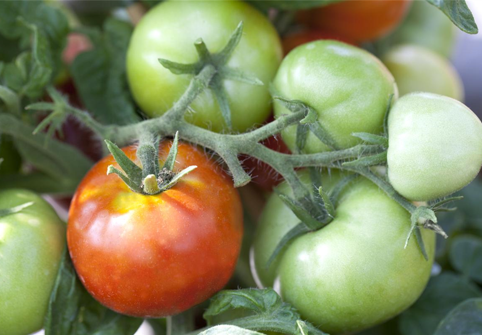 Tomaten nachreifen lassen