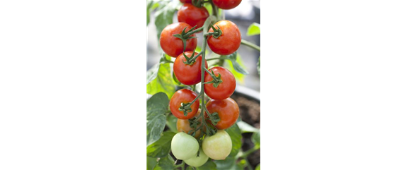 Tomaten: So geling Anzucht und Ernte