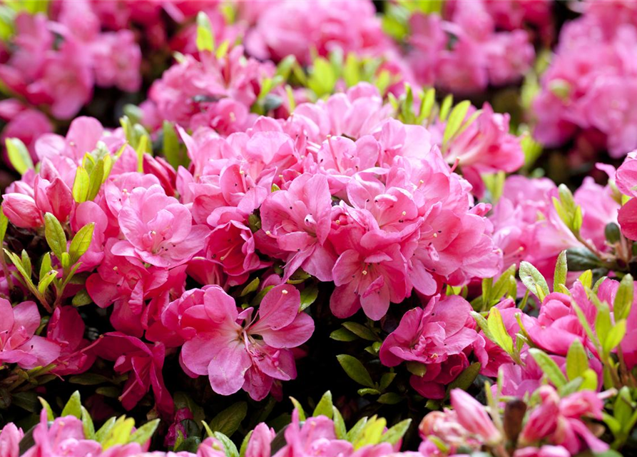 Rhododendron obtusum Pinky Jane