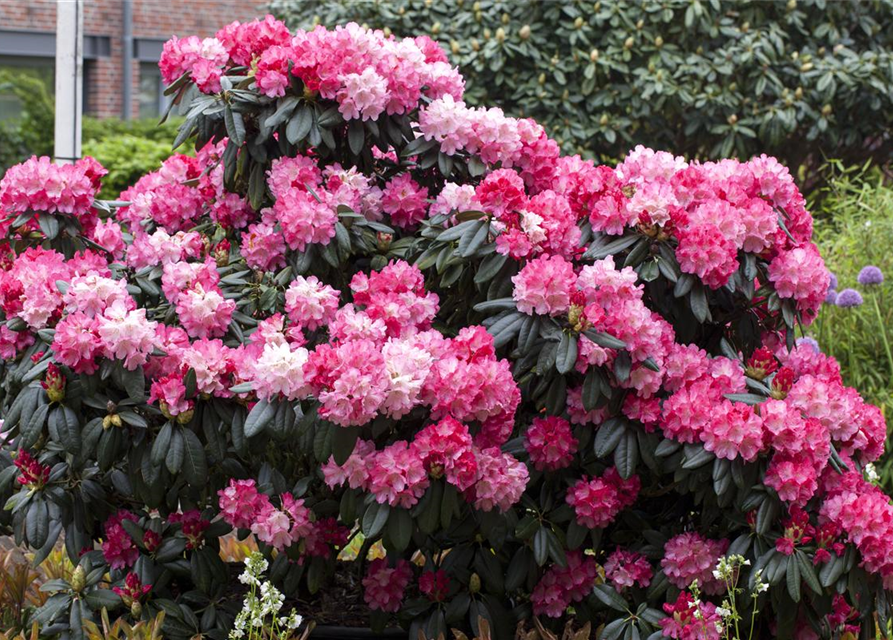 Rhododendron Yakushimanum 'Fantastica' 30-40 Cm  Winterharter Immergrner  Zierstrauch