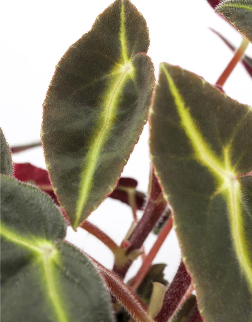 Begonia Rex Hybrid Listada