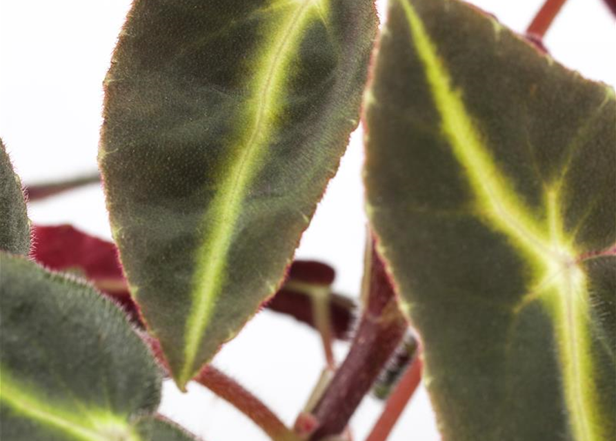 Begonia Rex Hybrid Listada