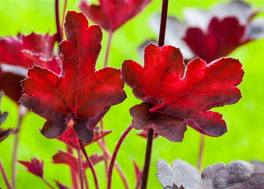 Heuchera hybr. Royal Ruby, Purpurglöckchen Gärtnerei Schliebener