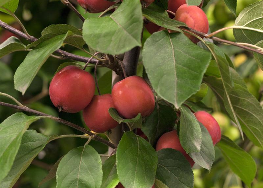 Malus hybride Eleyi