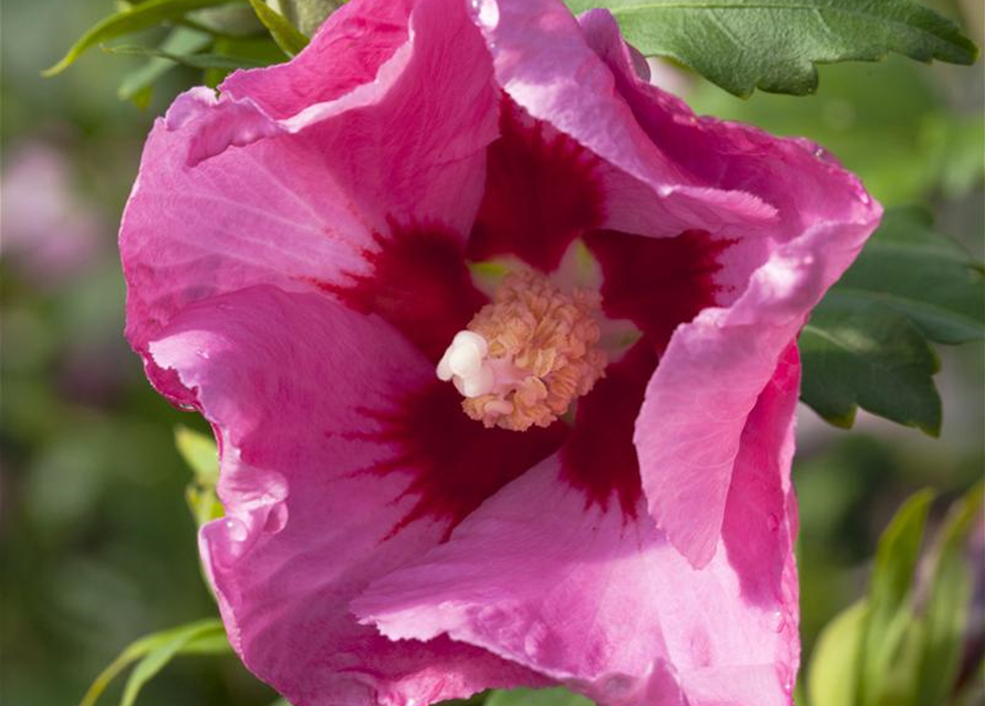 Hibiscus syriacus Pink Giant, Straucheibisch Pink Giant Gärtnerei