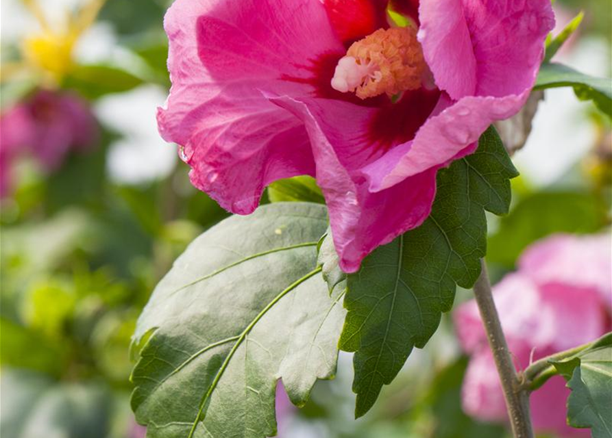 Hibiscus syriacus Pink Giant, Straucheibisch Pink Giant Gärtnerei