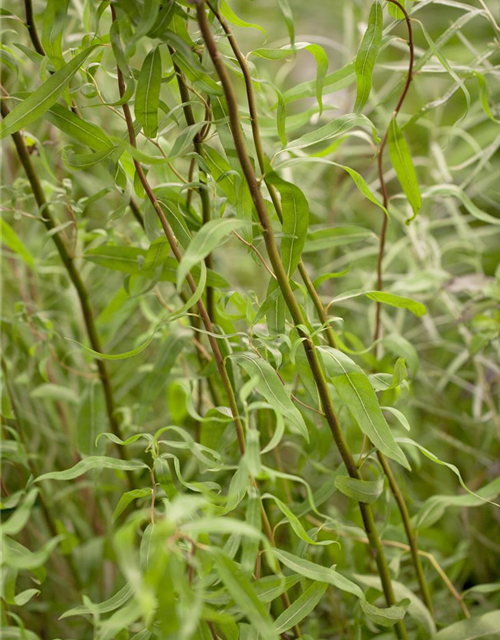 Salix matsudana Tortuosa