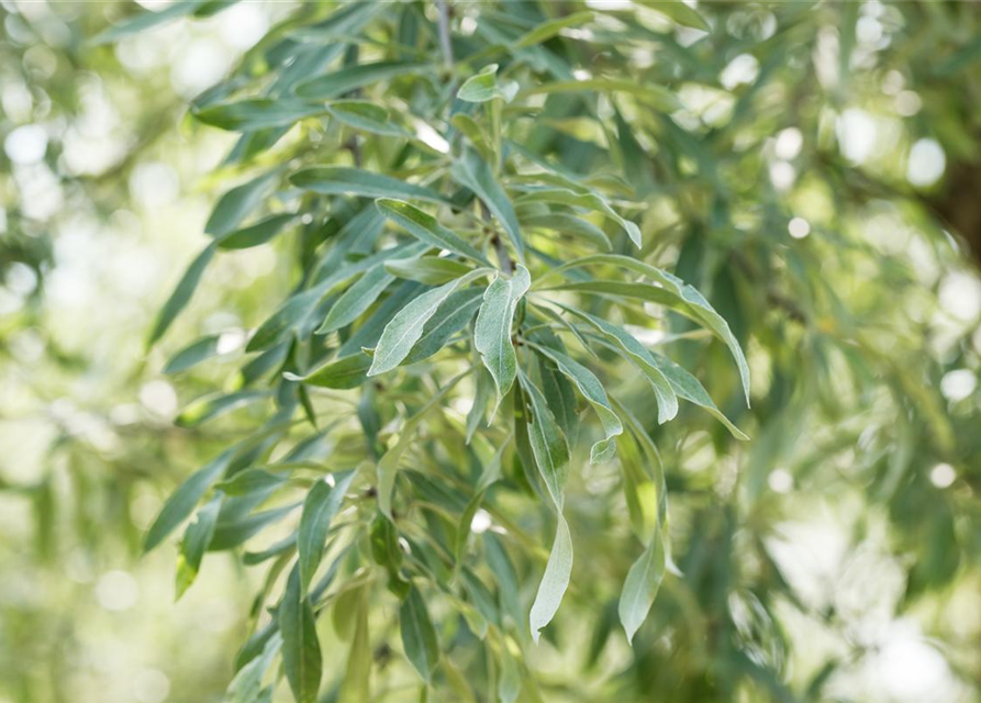 Pyrus salicifolia Pendula