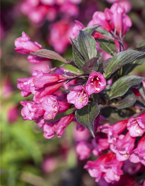 Weigela florida Victoria, Weigelie Gärtnerei Schliebener