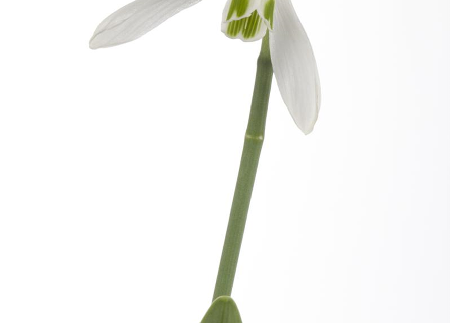 Galanthus nivalis x25 4/5