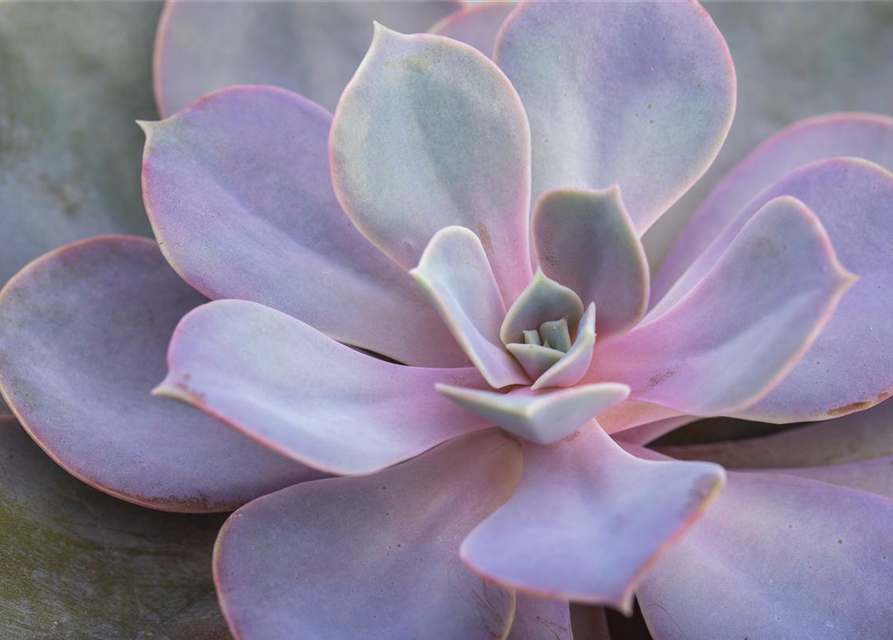Echeveria Gibbiflora Metallica Echeverie G rtnerei Schliebener echeveria-gibbiflora-metallica-echeverie-g-rtnerei-schliebener