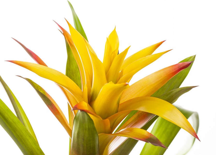 Guzmania Mix, Guzmania Gärtnerei Schliebener