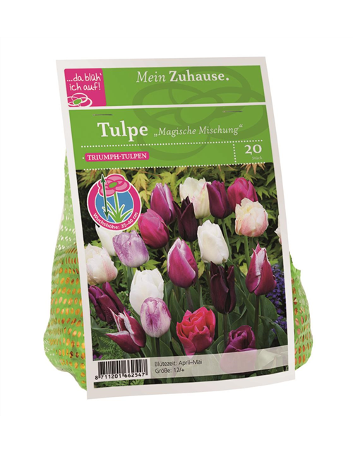 Tulipa x20 12/+