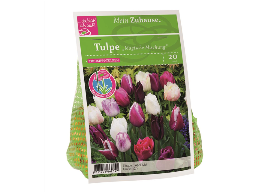 Tulipa x20 12/+