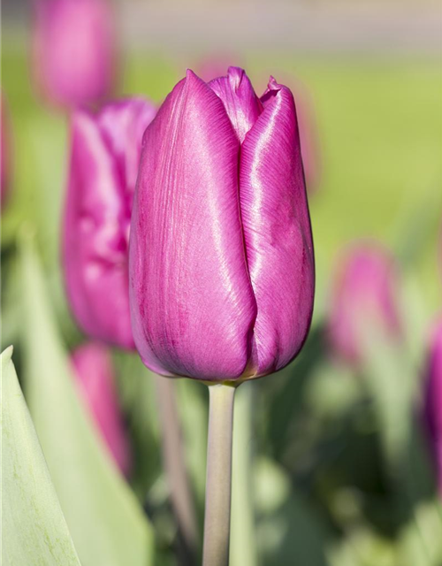Tulipa Purple Prince x10 12/+