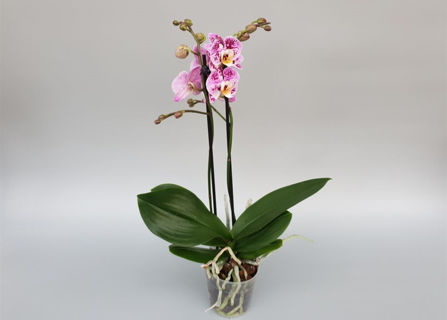 Phalaenopsis Happy