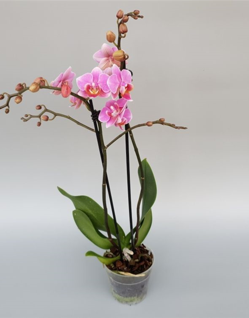 Phalaenopsis Lucerne