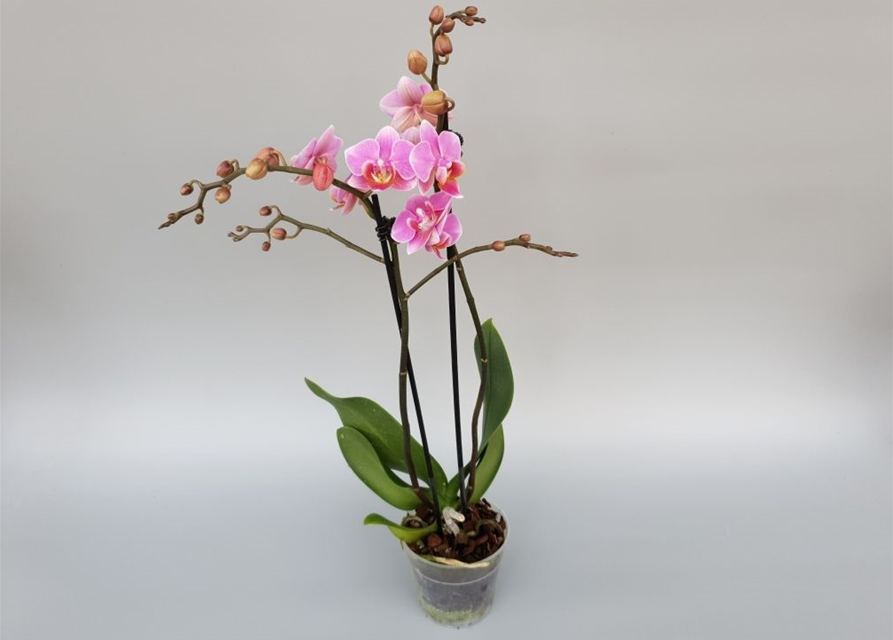 Phalaenopsis Lucerne
