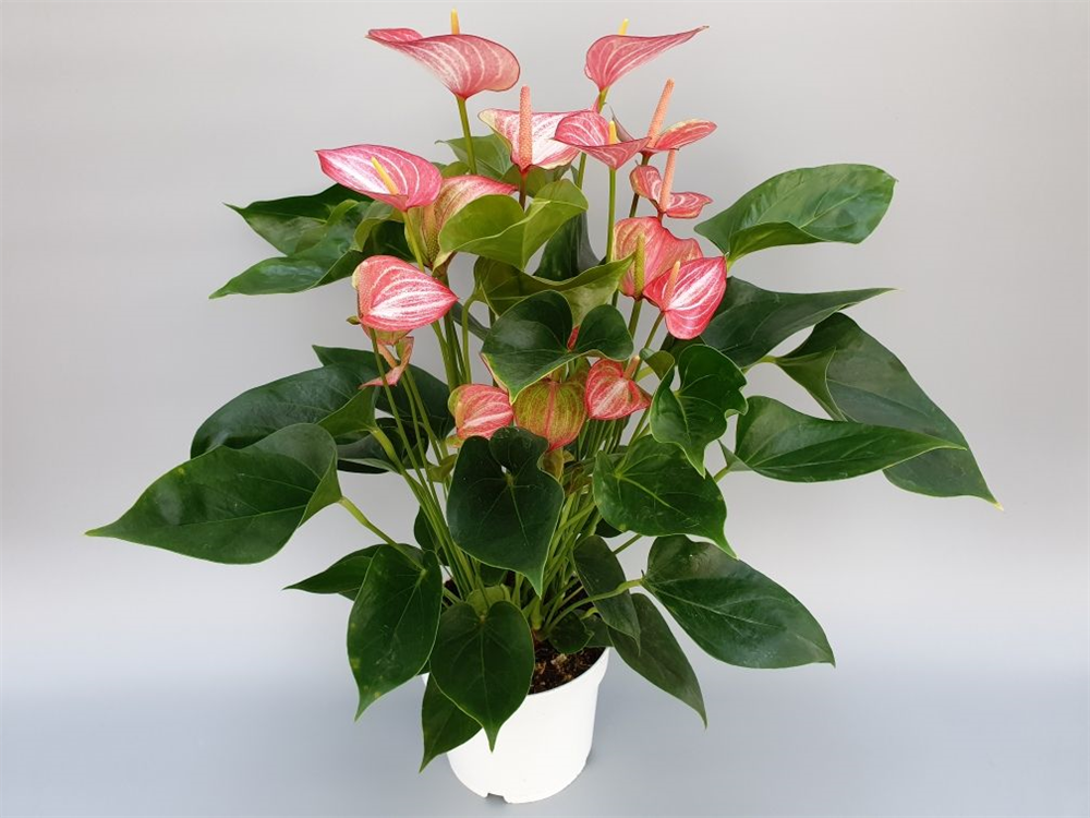 Anthurium andreanum Livium Red, Flamingoblume weiss-rosa gestreift -  Gärtnerei Schliebener