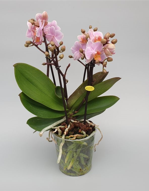 Phalaenopsis Boquette Romantico