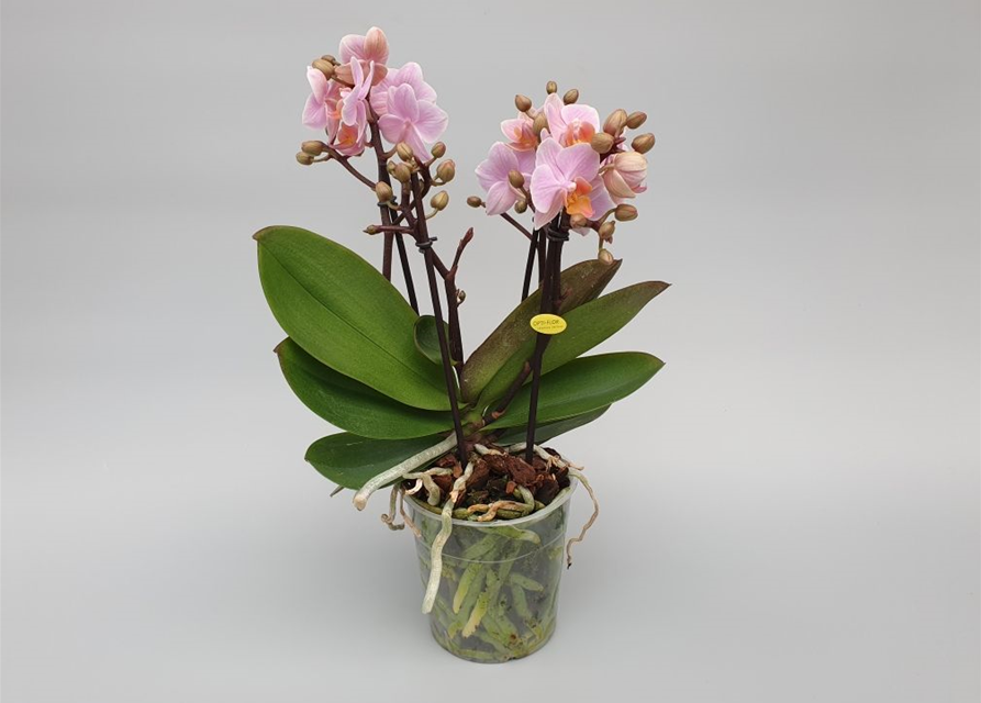 Phalaenopsis Boquette Romantico