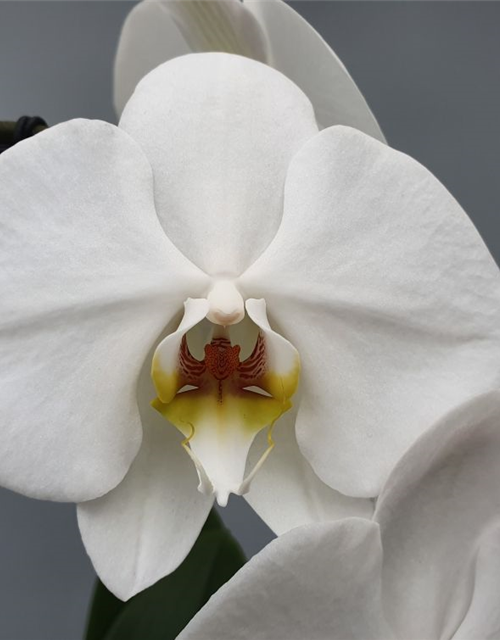 Phalaenopsis-Hybriden Optiflor Formidable