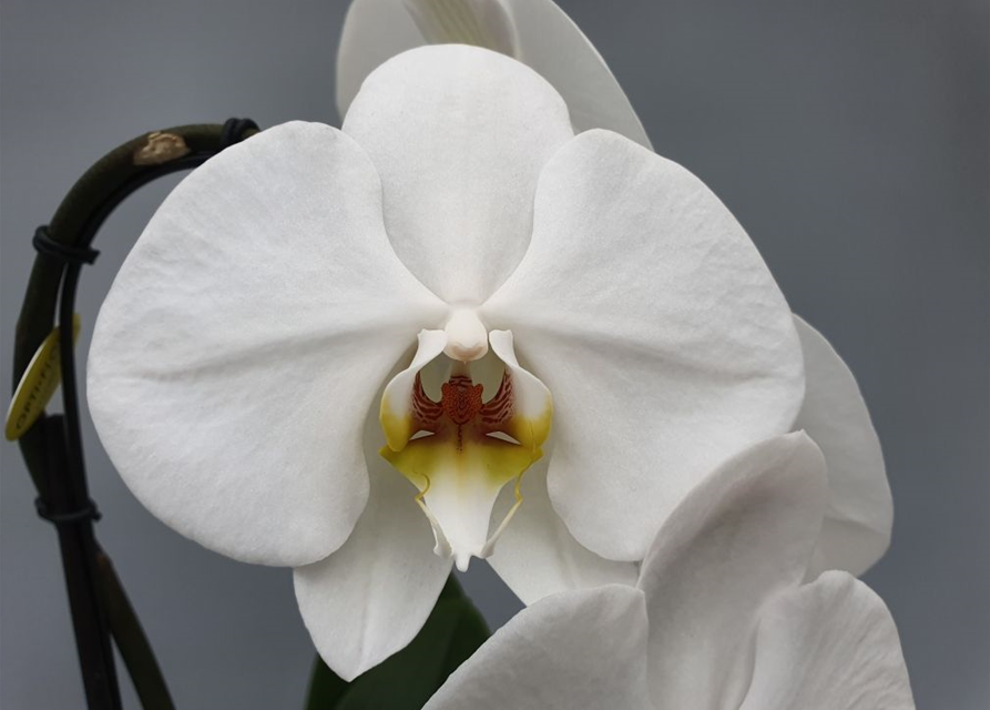 Phalaenopsis-Hybriden Optiflor Formidable